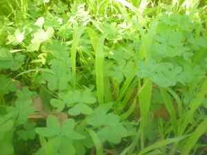 weeds in garden